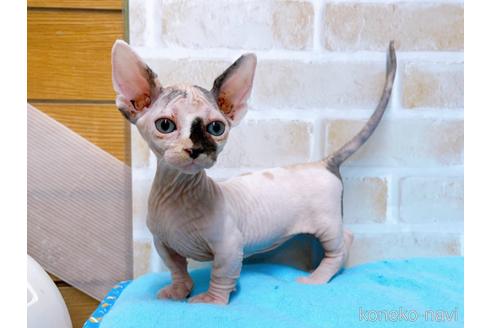 成約済の東京都のバンビーノ-51709の9枚目