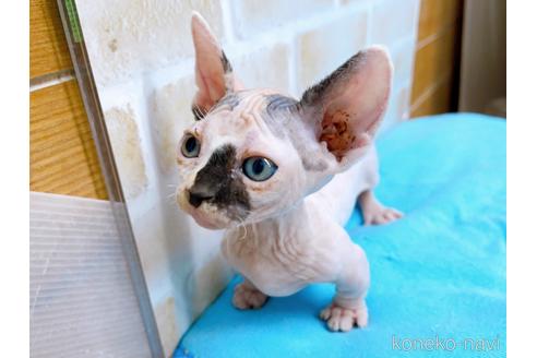 成約済の東京都のバンビーノ-51709の10枚目