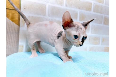 成約済の東京都のバンビーノ-51709の11枚目