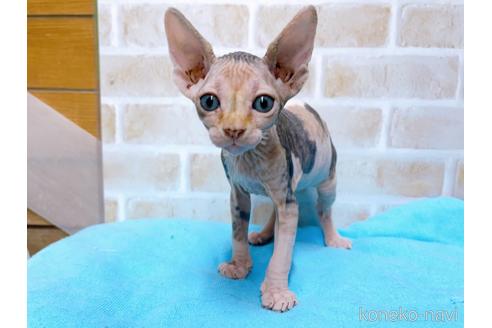 成約済の東京都のスフィンクス-51712の1枚目