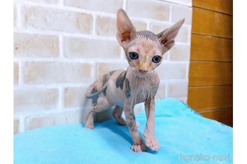 成約済の東京都のスフィンクス-51712の2枚目