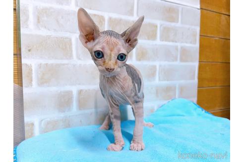 成約済の東京都のスフィンクス-51712の3枚目