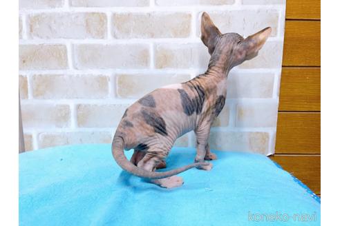 成約済の東京都のスフィンクス-51712の4枚目