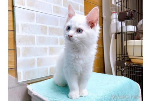 成約済の東京都のラグドール-48158の4枚目