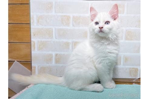 成約済の東京都のラグドール-48158の1枚目