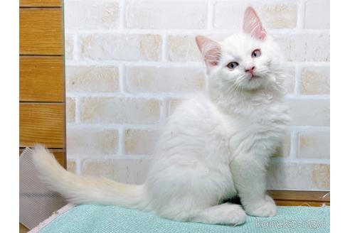 成約済の東京都のラグドール-48158の5枚目