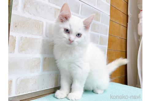 成約済の東京都のラグドール-48158の6枚目