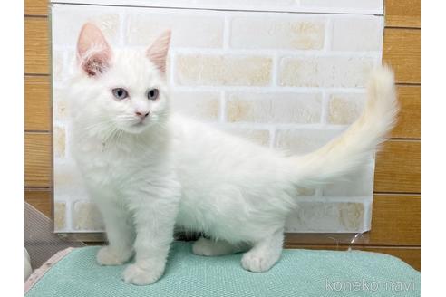 成約済の東京都のラグドール-48158の2枚目