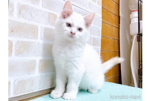 成約済の東京都のラグドール-48158の3枚目