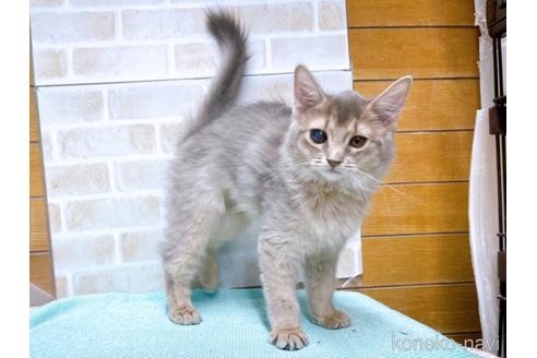 古川潤ブリーダーのソマリの子猫
