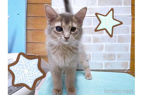 成約済の東京都のソマリ-49543の3枚目