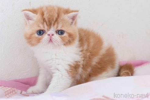 成約済の東京都のエキゾチックショートヘア-51149の5枚目