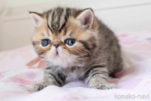 成約済の東京都のエキゾチックショートヘア-51144の10枚目