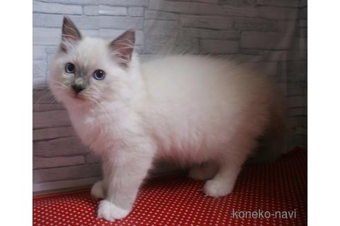 成約済の静岡県のラグドール-51764の2枚目