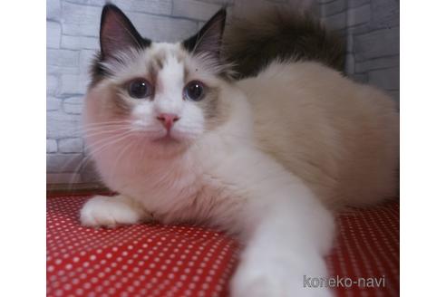 成約済の静岡県のラグドール-51765の1枚目