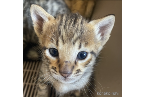 販売中の愛知県のサバンナキャット-51920