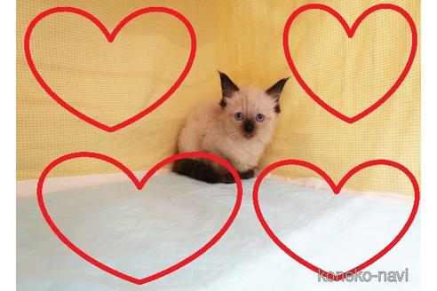 成約済の東京都のラグドール-51929の1枚目