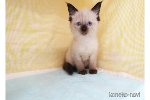 成約済の東京都のラグドール-51929の2枚目