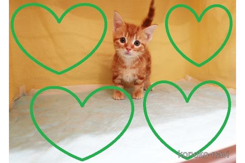 成約済の東京都のマンチカン(短足)-51932の1枚目