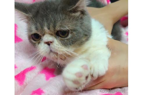 成約済の愛知県のエキゾチックショートヘア-51941の3枚目