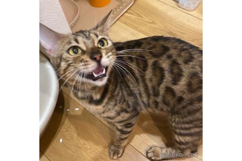 テルちゃん1枚目