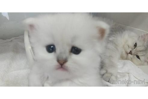 成約済の愛知県のペルシャ(チンチラ)-51438の15枚目