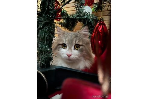 ののノルウェージャンフォレストキャット-