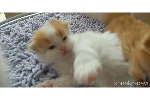 成約済の愛知県のスコティッシュフォールド-50891の14枚目