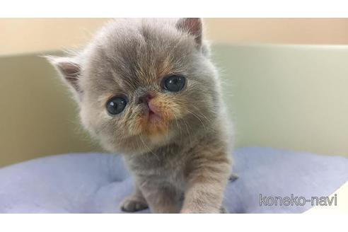 成約済の岐阜県のエキゾチックショートヘア-52221