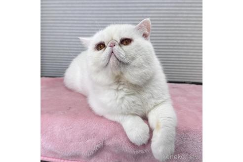 成約済の栃木県のエキゾチックショートヘア-52225