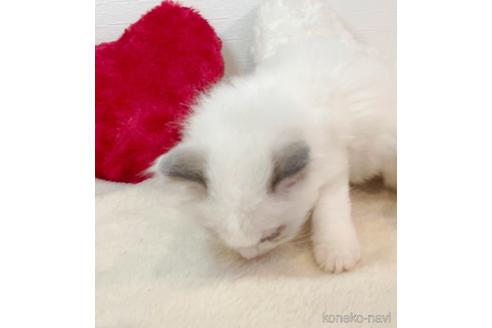 成約済の東京都のラグドール-52234の2枚目