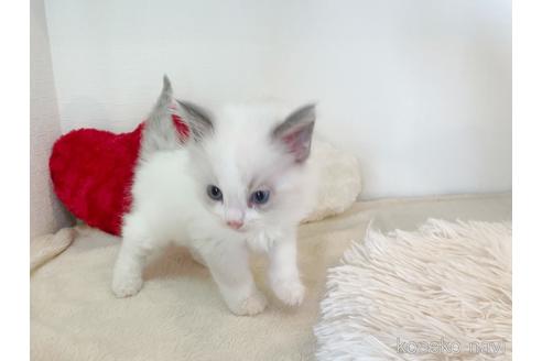 成約済の東京都のラグドール-52234の3枚目