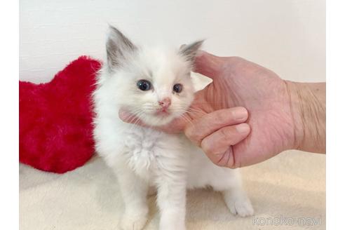 成約済の東京都のラグドール-52234の4枚目