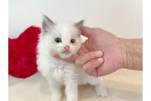 成約済の東京都のラグドール-52234の1枚目