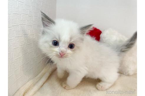 成約済の東京都のラグドール-52235の1枚目