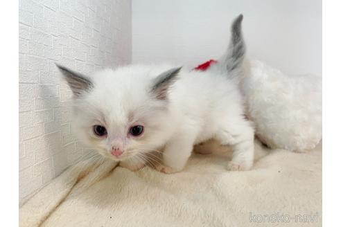 成約済の東京都のラグドール-52235の2枚目