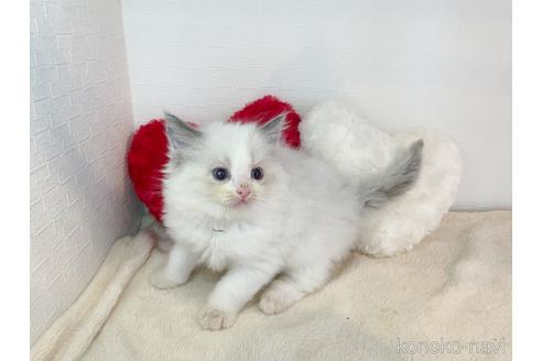 成約済の東京都のラグドール-52235の3枚目