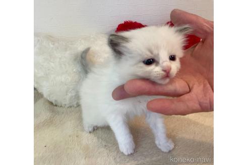 成約済の東京都のラグドール-52237