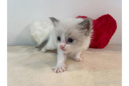 成約済の東京都のラグドール-52238の3枚目