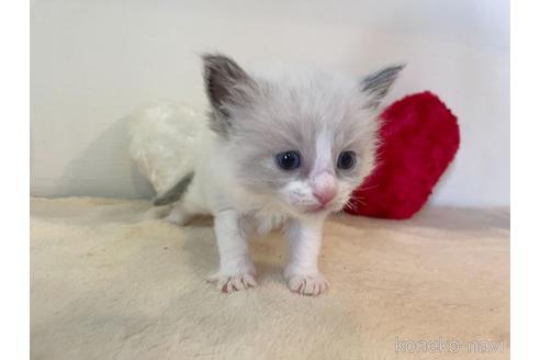 成約済の東京都のラグドール-52238の6枚目