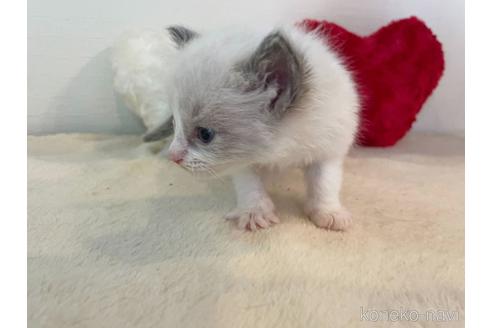 成約済の東京都のラグドール-52238の5枚目