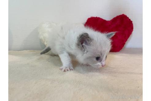 成約済の東京都のラグドール-52238の4枚目