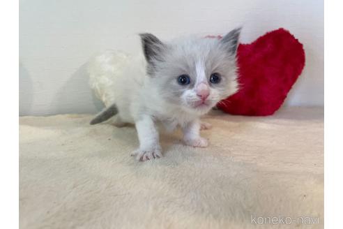 成約済の東京都のラグドール-52238の2枚目