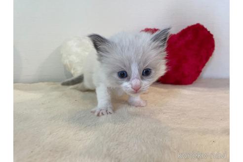 成約済の東京都のラグドール-52238