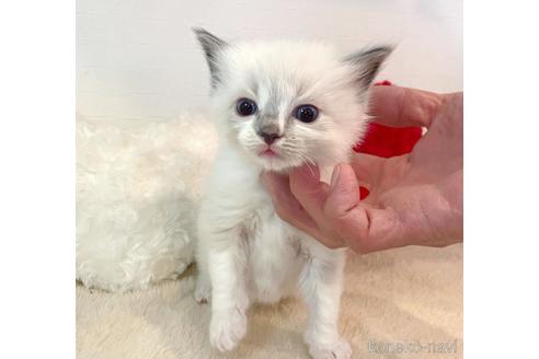 成約済の東京都のラグドール-52239