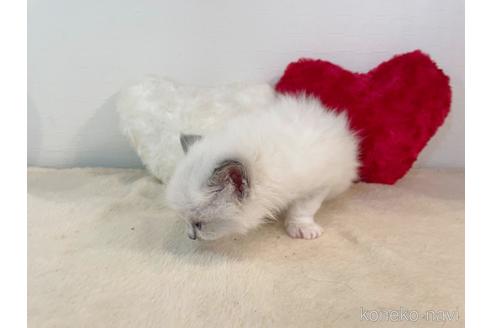 成約済の東京都のラグドール-52239の2枚目