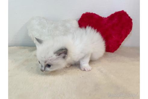 成約済の東京都のラグドール-52239の3枚目