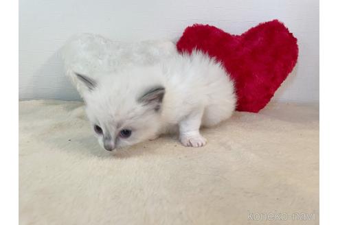 成約済の東京都のラグドール-52239の5枚目