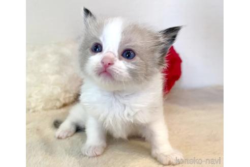 成約済の東京都のラグドール-52240