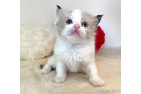 成約済の東京都のラグドール-52240の4枚目